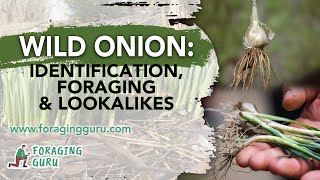 Wild Onion Identification, Foraging & Lookalikes Wealth