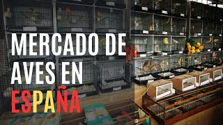 Feria de intercambio de aves ESPAÑA  (Aielo de Malferit)