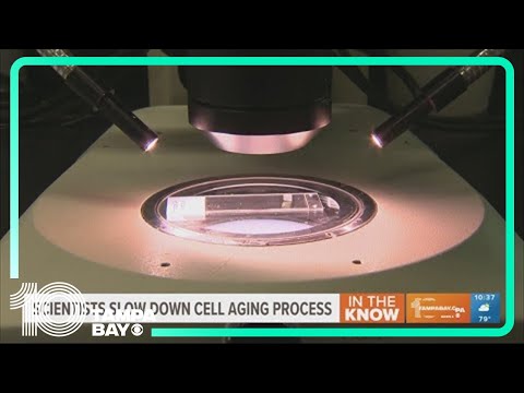 Scientists slow down