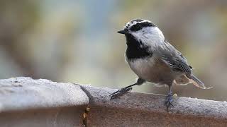 Chickadee close up