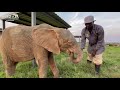 A (New) Day in the Life of an Albino Elephant | Part 4 - Khanyisa Comes Home