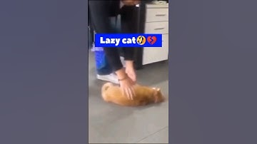 Day in the Life of a Lazy Cat💔😂💔😂🙉   #shorts #funnyvideo #cat Shorts #creativemosho