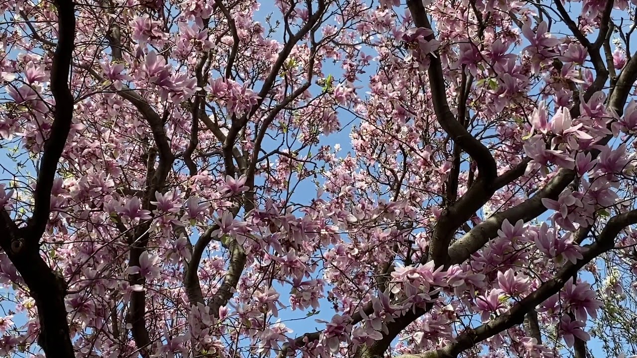 Magnolia Interlude 08 April 2020 featuring music by Time Wharp