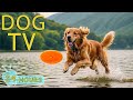 Dog tv deeply entertainment help for dogs relax v funy when home alone  music best for dogs