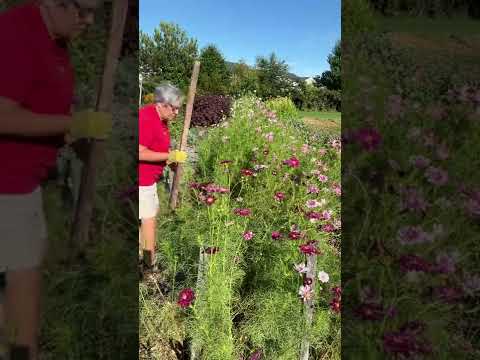 Vídeo: Kosmeya - flores para qualquer jardim