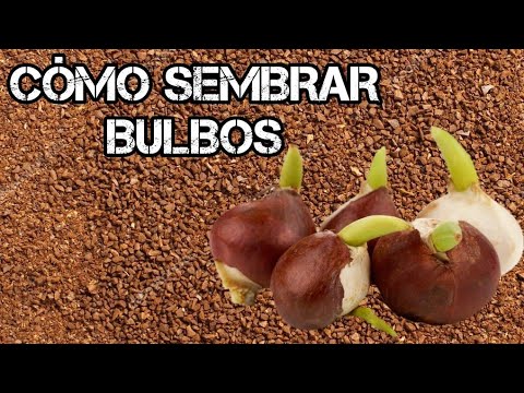 Video: Septiembre Fuera De La Ventana Es El Momento De Plantar Bulbos Y Bulbos