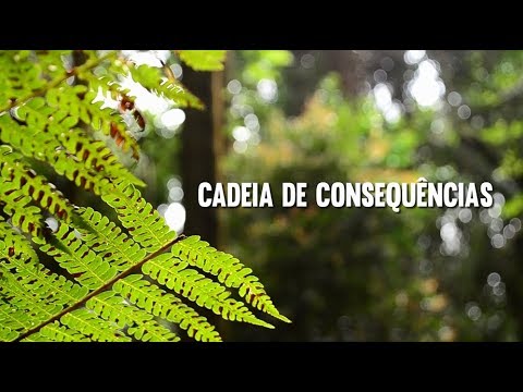 Amigos da Terra - Amazônia Brasileira on X: Jogo da discórdia