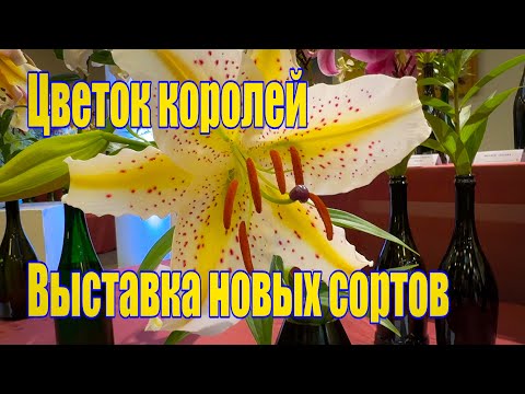Vlog 575 - Лилии о которых мечтают сады – выставка в Лиепае 2025