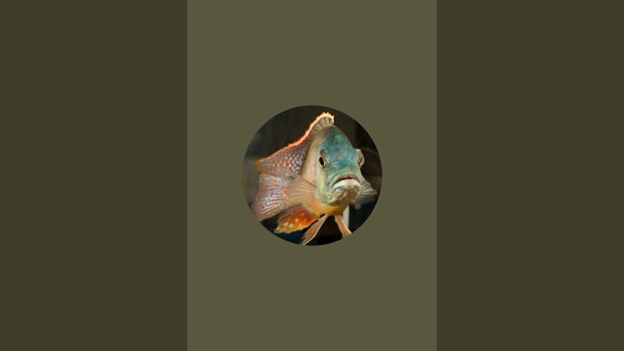 Somethingfishyinc.net is live!