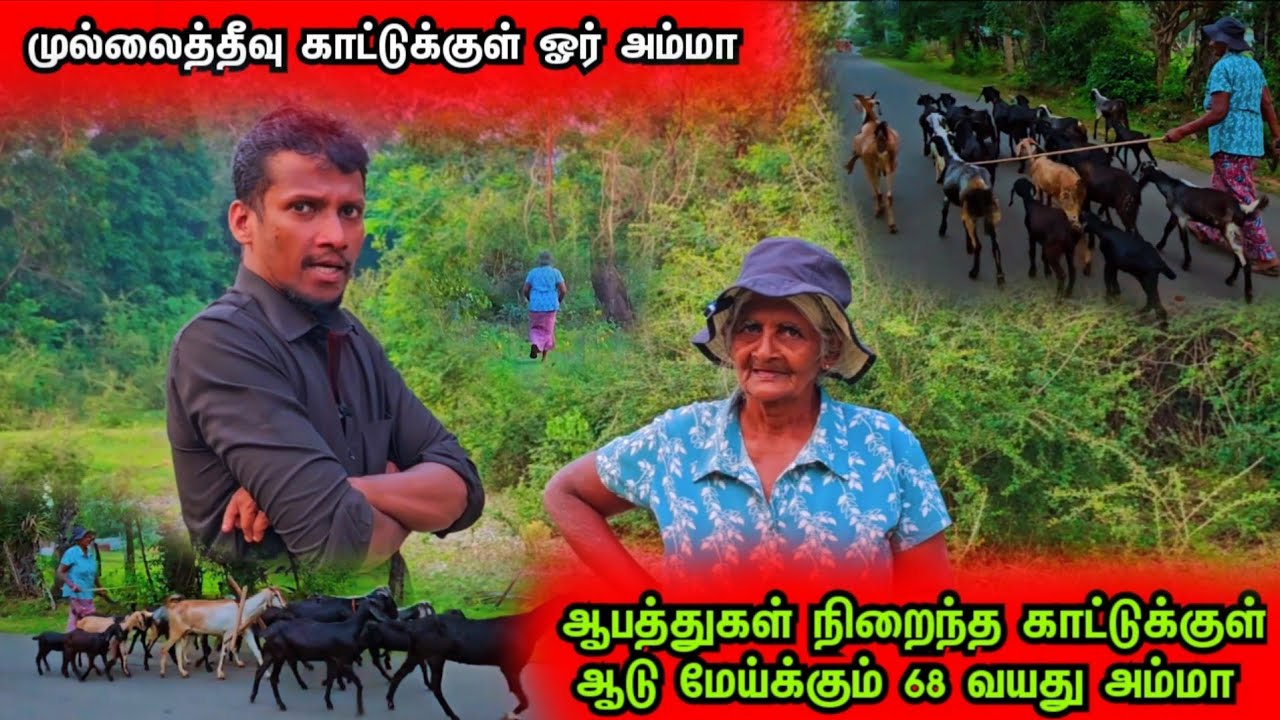 ஆபத்துகள் நிறைந்த முல்லைத்தீவு காட்டுக்குள் தனியாக ஆடுமேய்த்து வாழும் 68 வயது அம்மா 