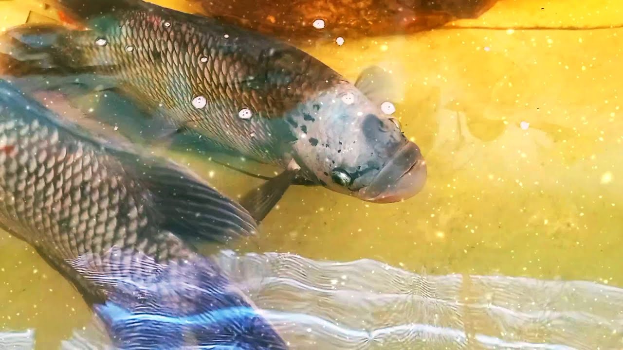 ​[247] Lofi Music for Focus 🧠 Maximum Productivity for StudyingCodingWorking 