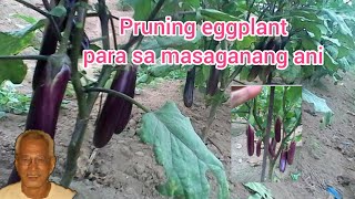 Pruning Eggplant For Quality At Maraming Ani