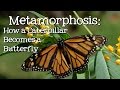 Metamorphosis caterpillar to butterfly for children  freeschool