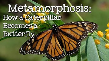 Metamorphosis: Caterpillar to Butterfly for Children - FreeSchool