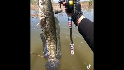 câu lure cá lóc khủng phải lội trên đầm lầy