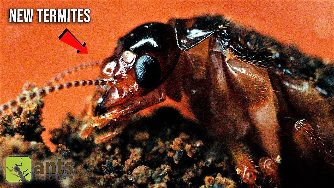 My New Pet TERMITES | The King & Queen's Grand 'Wedding' Ceremony