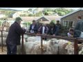 Herbert R Thomas Open sale of ram and ram lambs Penderyn