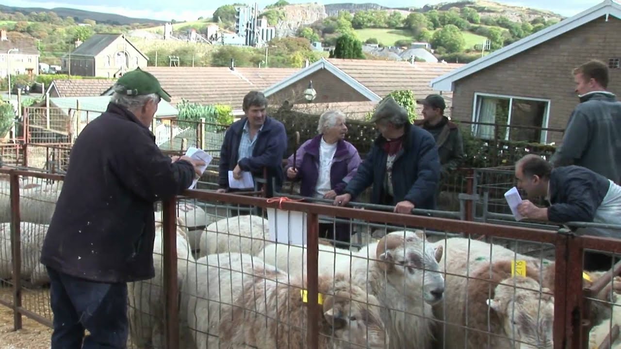 Herbert R Thomas Open sale of ram and ram lambs Penderyn