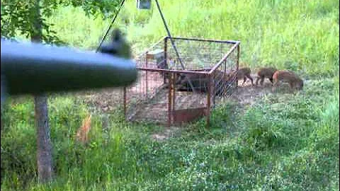 4-13-11 Pig hunt.wmv