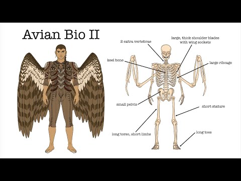 Worldbuilding | Avian-human Biology pt 2: Qyaalyon have a weird relationship with their wings