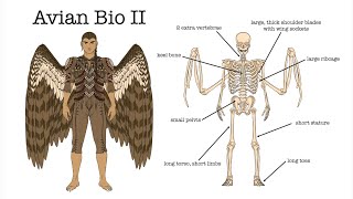 Worldbuilding | Avianhuman Biology pt 2: Qyaalyon have a weird relationship with their wings