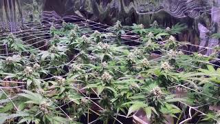Indoor Candyland Grow: Week5 Day35