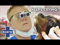 Puppy who CANNOT stop CRYING! | Full Episode | E49 | Bondi Vet