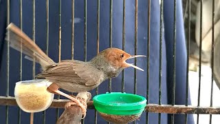 Suara Prenjak Tamu Gacor Paling AMPUH 100% Untuk PIKAT Burung Pernjak Kepala Merah Liaran Di Alam