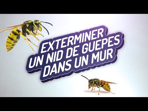 Vidéo: 3 façons de tuer les guêpes