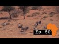 Kalahari Oryx – Hunting Oryx and Springbuck in red dunes, Ep. 60