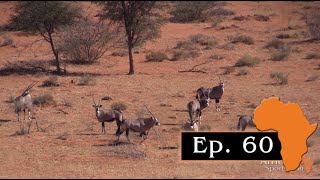 Kalahari Oryx - Hunting Oryx and Springbuck in red dunes, Ep. 60