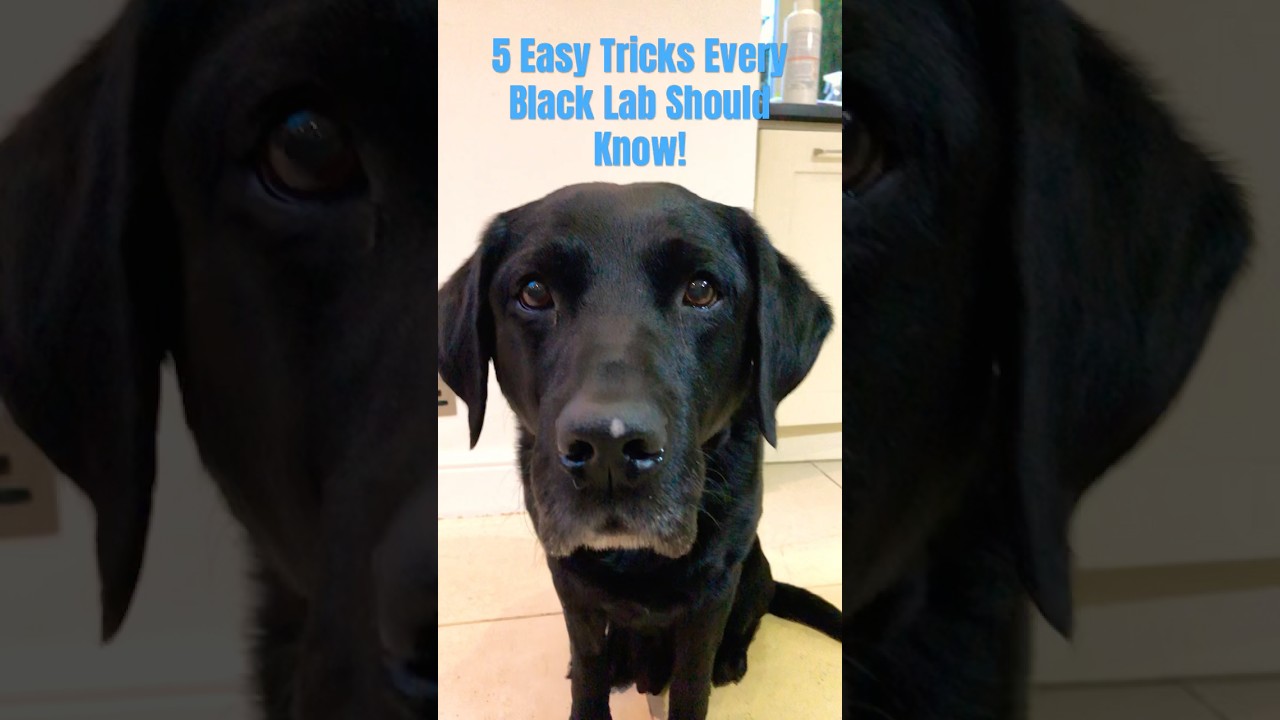 5 Easy Tricks Every Black Lab Should Know!
