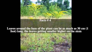 Solidago juncea Top # 5 Facts