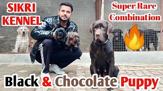 🔥2023 Offer🔥High Quality Chocolate And Black Labrador Puppies For Sale||Dogzone Production