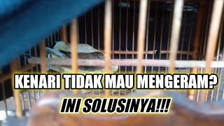 Solusi kenari betina yang tidak mau mengerami telur.