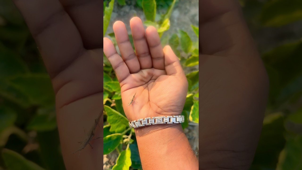 Which one do you like about theseXbeautiful insects? 