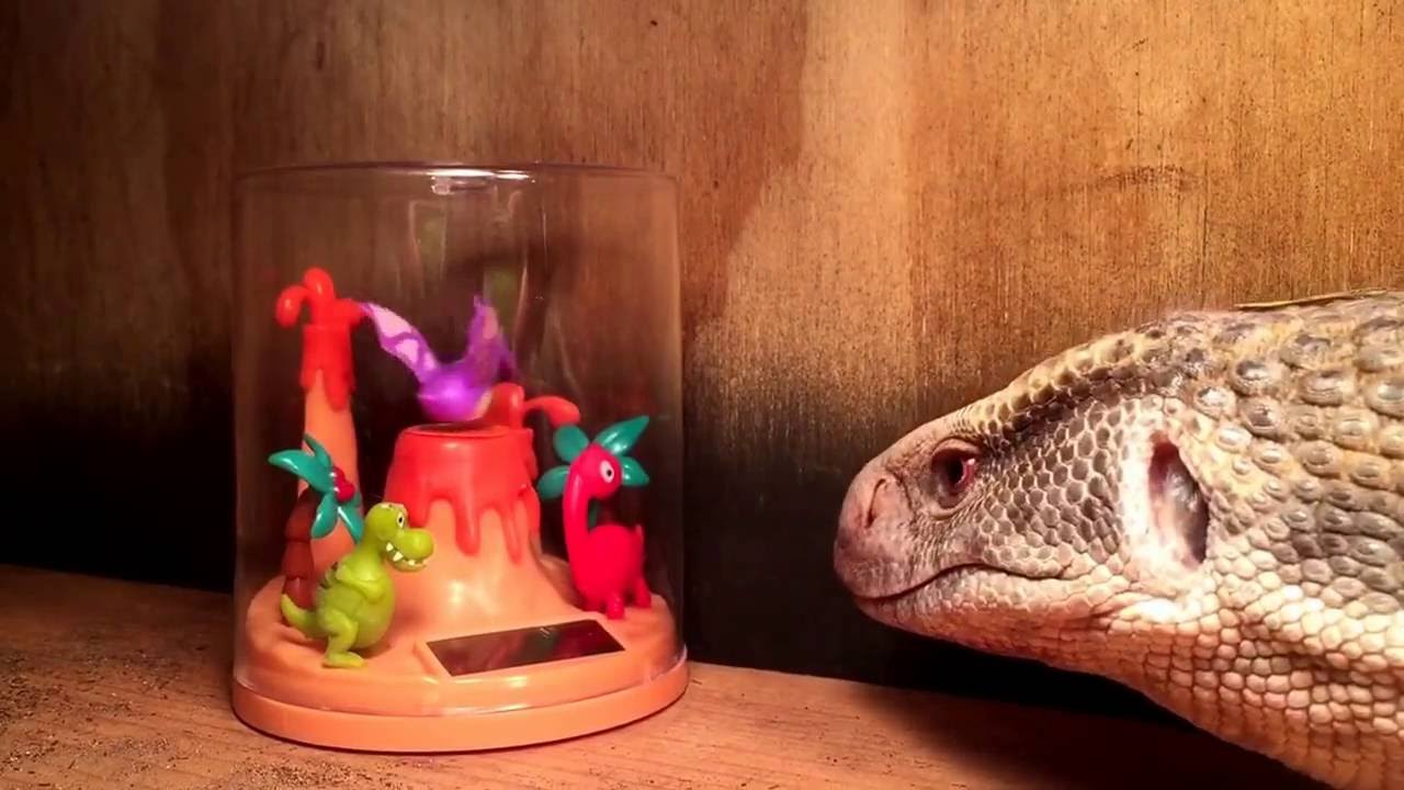 camera iphone 8 plus apk Odin's Hatchday Gift!