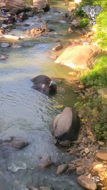 තඩියො දෙන්නෙක් දැක්කොත් ඔයාගෙ ඇස් පෙනීම හොදයි 🫣🤓❤️🐘 #hasthi_official #elephant #bathing #viral