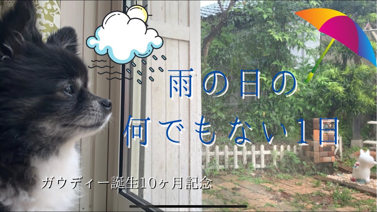 雨の日の何でもない1日 ガウディー10ヶ月記念 ポメチワ ポメラニアン Youtube 雨の日の何でもない1日 ガウディー10ヶ月記念 ポメチワ ポメラニアン Youtube