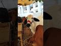 #foryou #YouTube short video#cow#pakistan #trending #amazingfacts 2025