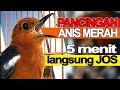 Pancingan anis merah gacor ga perlu lama burung biar bunyi ngeplong di jamin sampai teler yakin bos