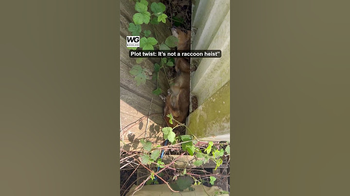 Woman Rescues Trapped Baby Deer—Wholesome Act Caught on Video!
