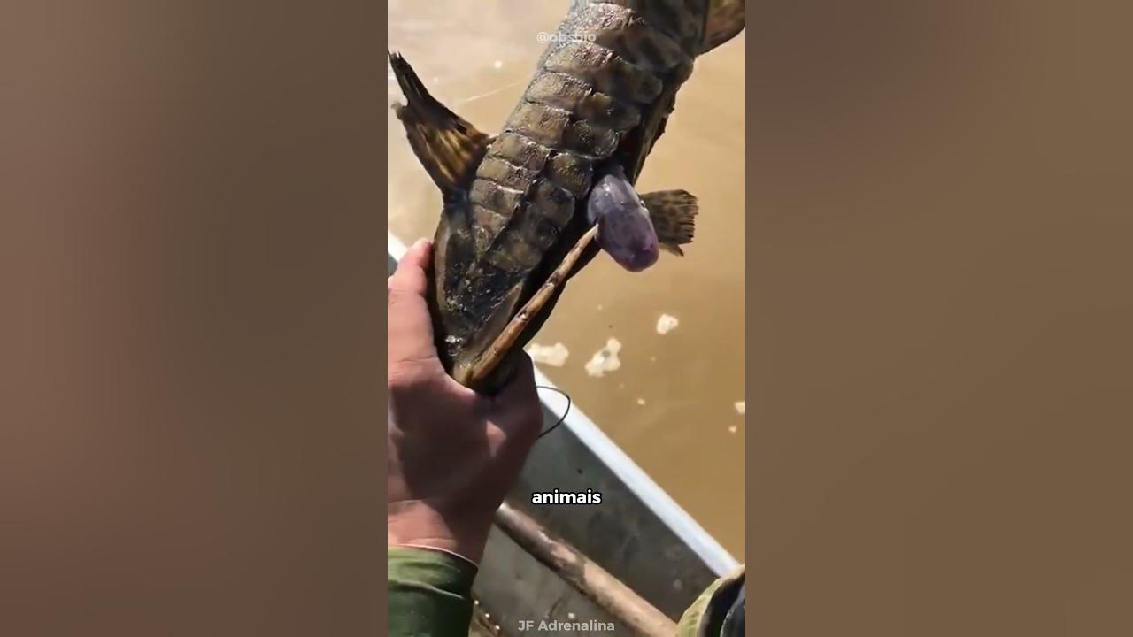 PEIXE QUE ENTRA NA URETRA (CANDIRU) shorts YouTube PEIXE QUE ENTRA NA URETRA (CANDIRU) shorts YouTube