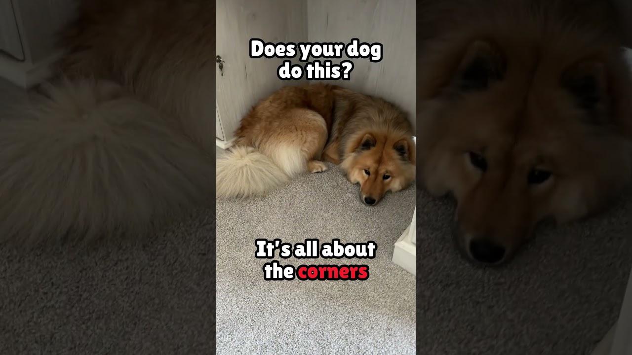Does your dog do this?  