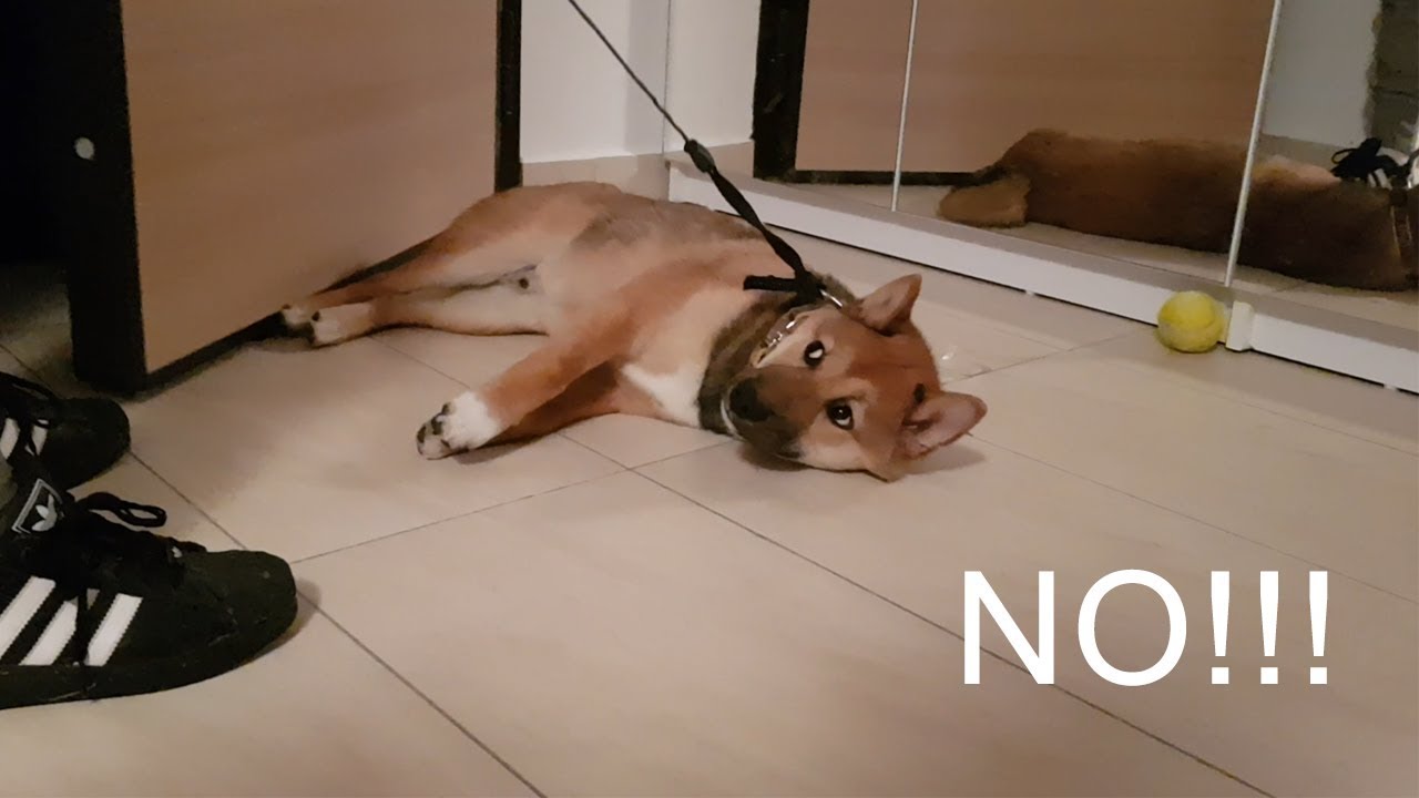 邦楽 shiba YouTube