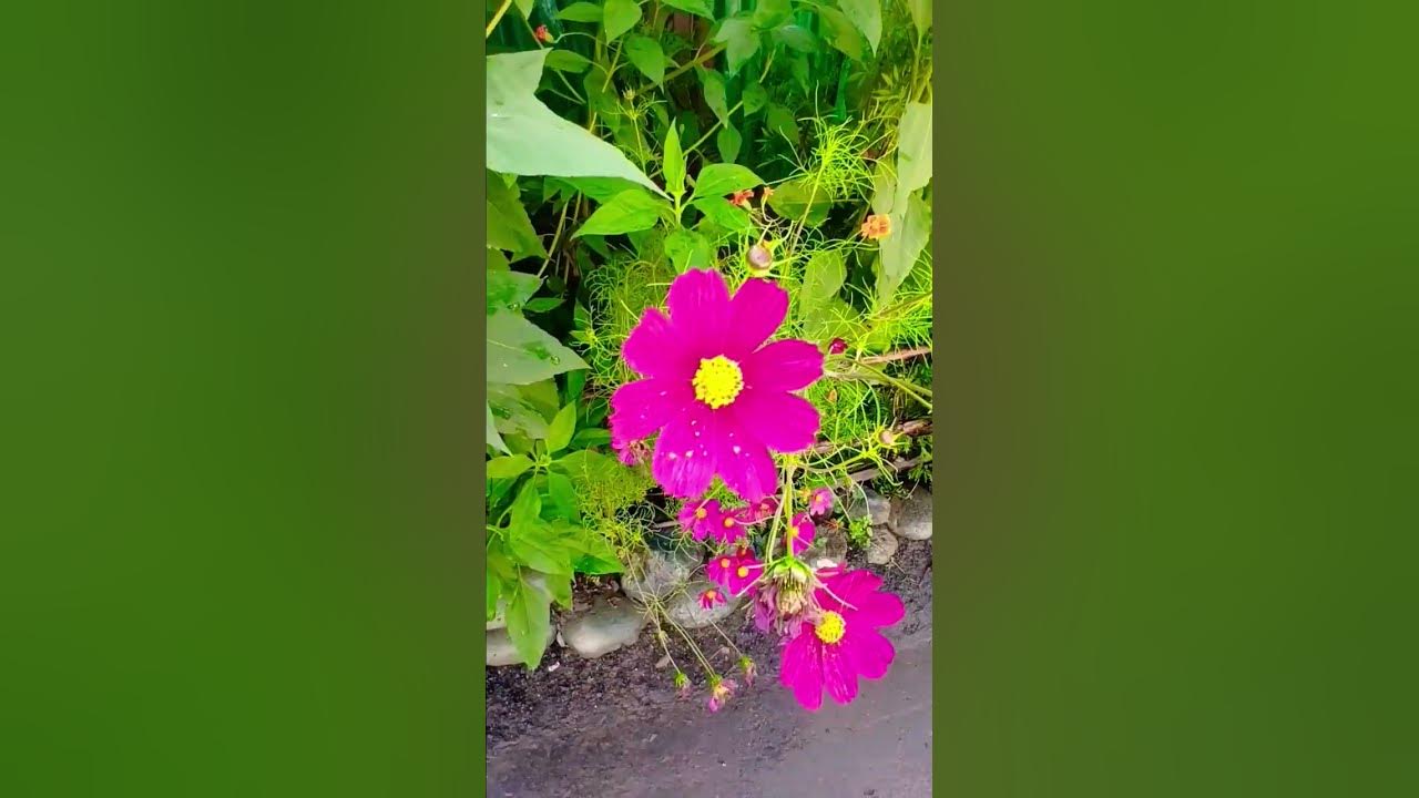 #naturebutyfullfalawar# #romanticmusic #love #lovemusic #flowers #song #naturebutyfullfalawar# #romanticmusic #love #lovemusic #flowers #song