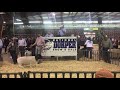 GRAND CHAMPION DORPER RAM - AMERICAN DORPER SHEEP SHOW & SALE - DUNCAN OKLAHOMA USA - April 21, 2018