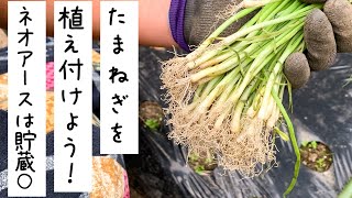 【家庭菜園をはじめよう！】たまねぎを植え付けよう！ネオアースは貯蔵性に優れている！？涼しくなってきた今が植え時
