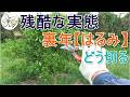 【はるみ】裏年の剪定【どうしましょ】