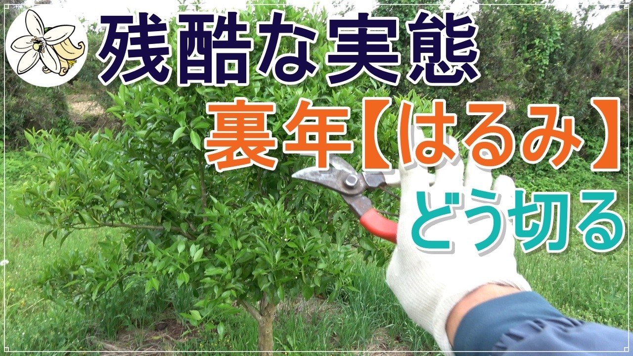 【はるみ】裏年の剪定【どうしましょ】